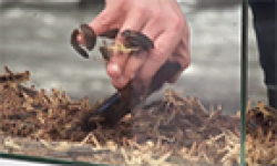pub nrj mobile sony xperia z insectes vignette head